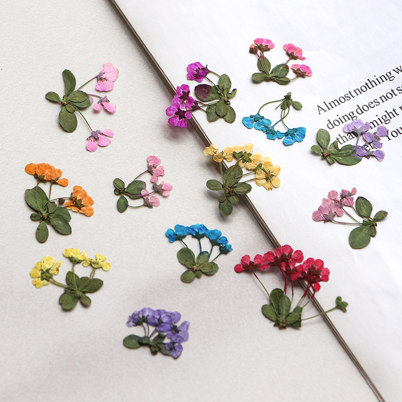 Supply For Florist - 2-3cm/12pcs, Pequenas Flores Prensadas, Pétalas de