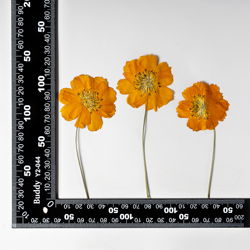 8-10cm/24 peças, Flor Pequena  - Supply For Florist avaliação e preço